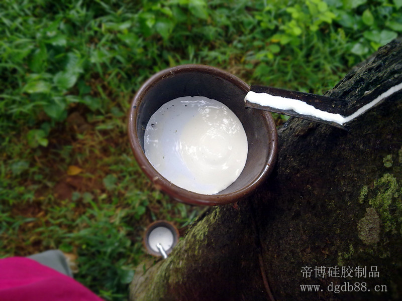 橡膠樹.jpg