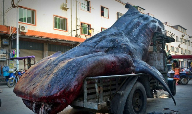 鯨魚(yú)
